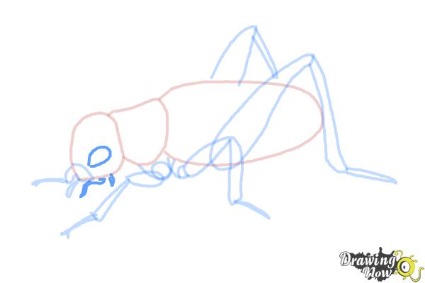 How to Draw a Cricket - Step 10