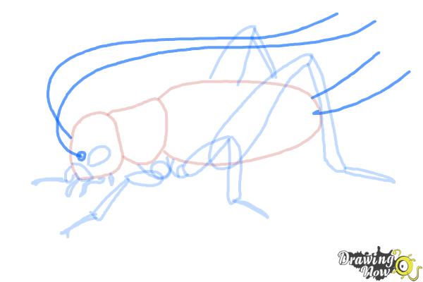How to Draw a Cricket - Step 11