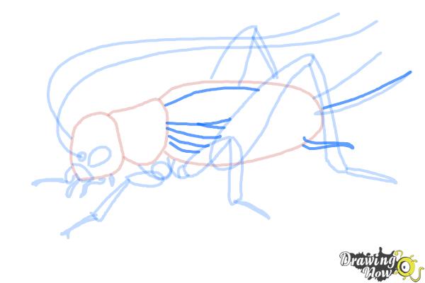 How to Draw a Cricket - Step 12