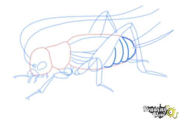 How to Draw a Cricket - Step 13
