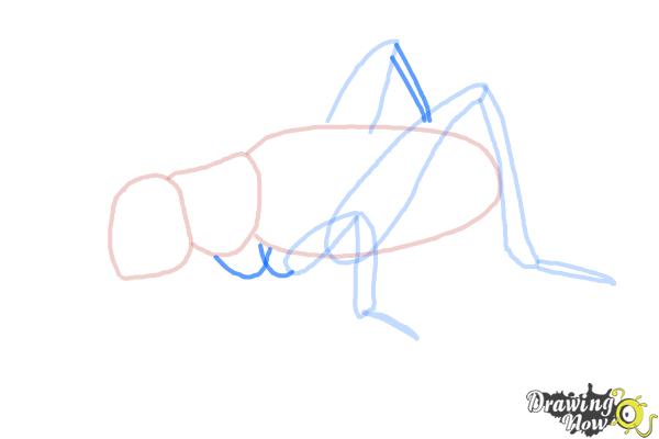 How to Draw a Cricket - Step 7