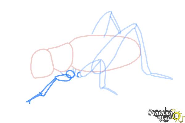 How to Draw a Cricket - Step 8
