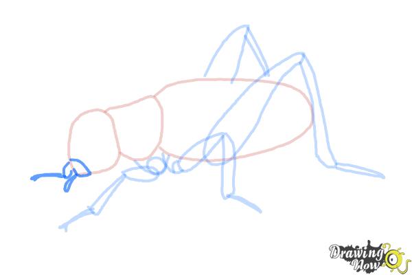 How to Draw a Cricket - Step 9