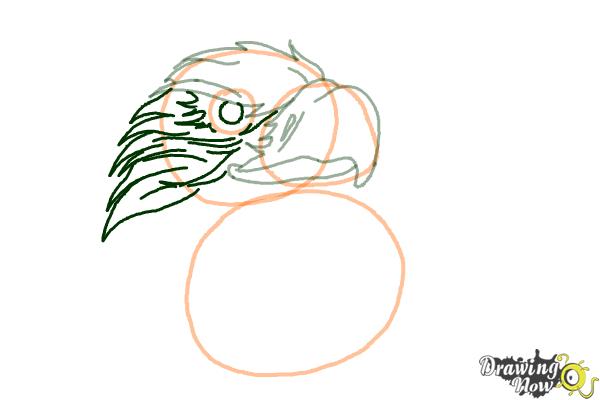 How to Draw an Eagle Head - Step 6