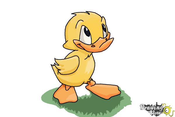 How to Draw a Duckling - Step 10