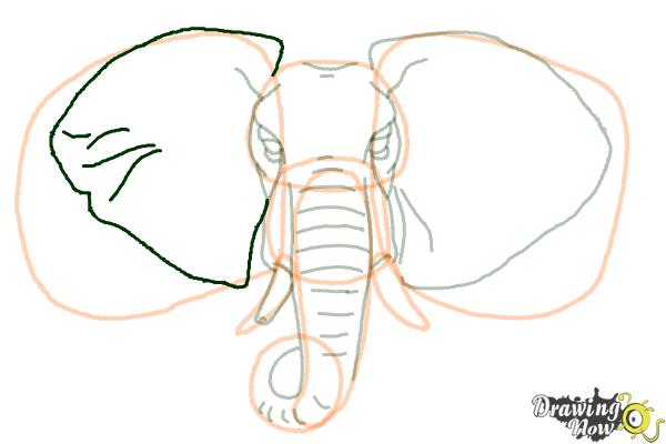How to Draw an Elephant Face - Step 11