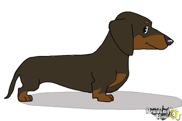 sausage dog drawing