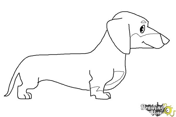 How to Draw a Dachshund - Step 9