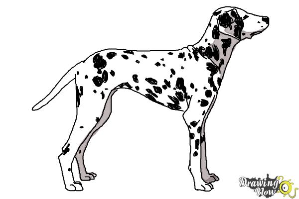 How to Draw a Dalmatian - DrawingNow