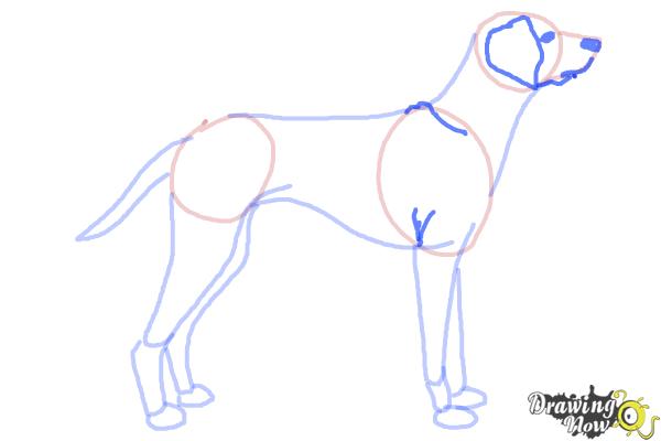 How to Draw a Dalmatian - Step 7