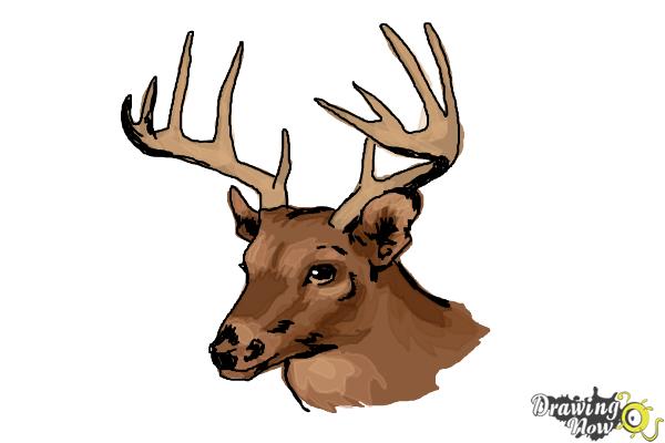 How to Draw a Deer Head - Step 10