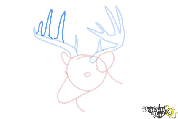 How to Draw a Deer Head - Step 6