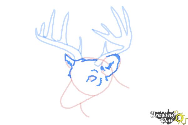 How to Draw a Deer Head - Step 7
