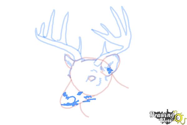 How to Draw a Deer Head - Step 8