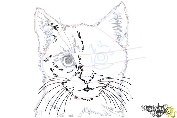How to Draw a Realistic Kitten - Step 10