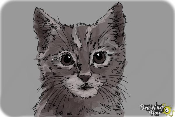 How to Draw a Realistic Kitten - Step 12