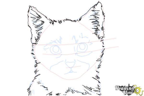 How to Draw a Realistic Kitten - Step 8