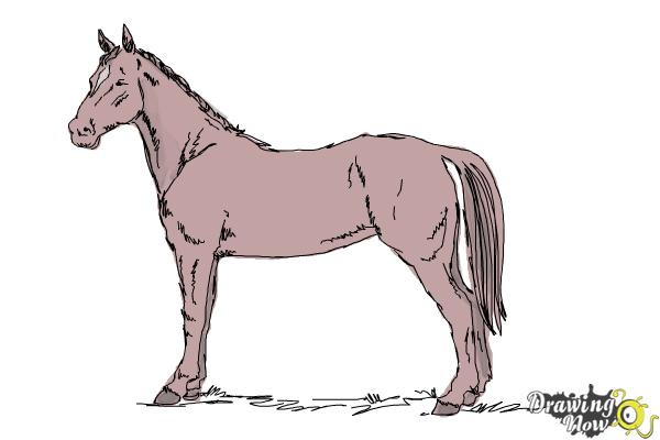 How to Draw an Easy Horse - Step 10