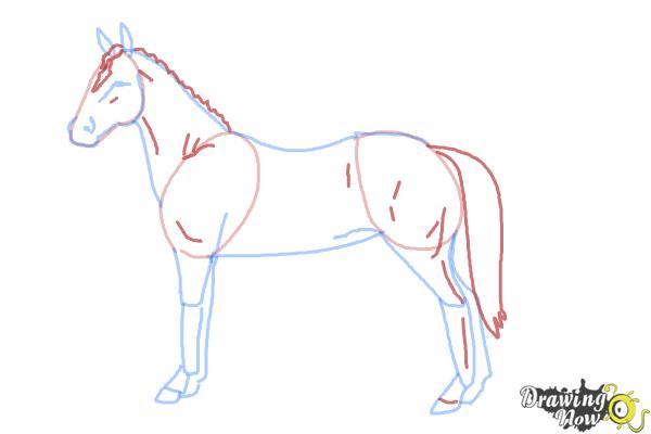 How to Draw an Easy Horse - Step 6