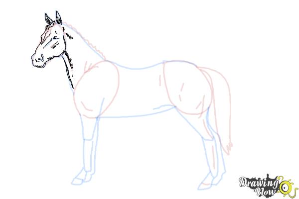 How to Draw an Easy Horse - Step 7