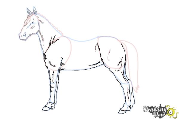 How to Draw an Easy Horse - Step 8