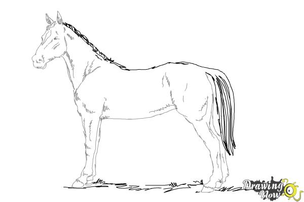 How to Draw an Easy Horse - DrawingNow