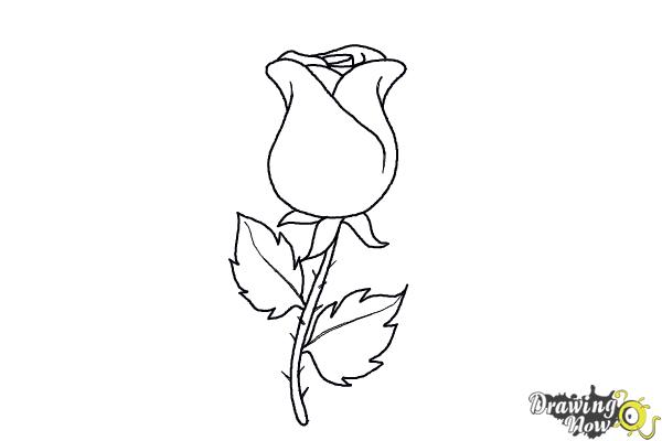 How To Draw A Rose Easy Drawingnow