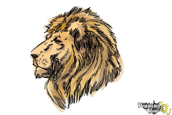 How to Draw a Lion Head - Step 10