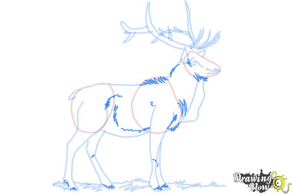 How to Draw an Elk - Step 10