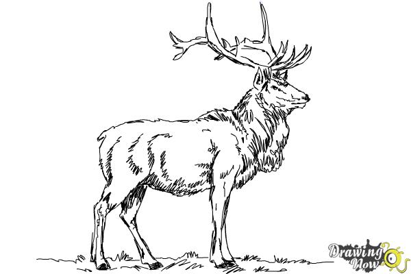 How to Draw an Elk - DrawingNow