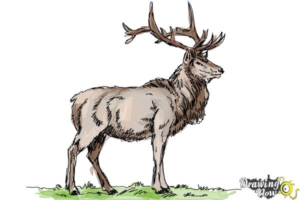 How to Draw an Elk - Step 12