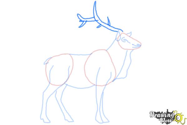 How to Draw an Elk - Step 7