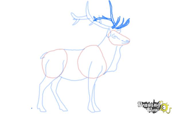 How to Draw an Elk - Step 8