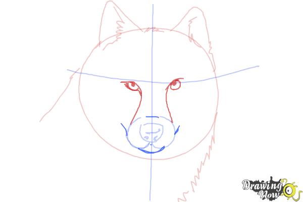 How to Draw a Realistic Wolf - Step 5