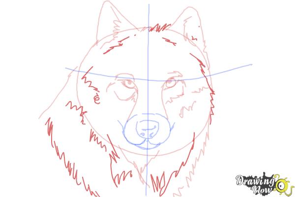 How to Draw a Realistic Wolf - Step 7