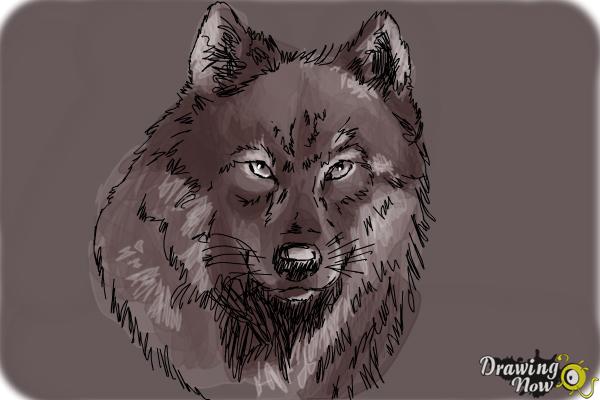 How to Draw a Realistic Wolf - Step 9