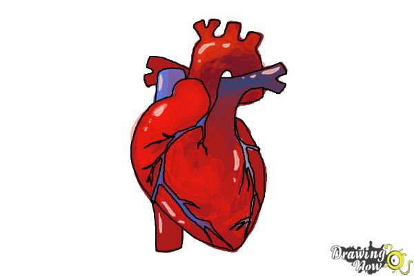 Featured image of post Real Human Heart Images Drawing / Are you searching for human heart png images or vector?