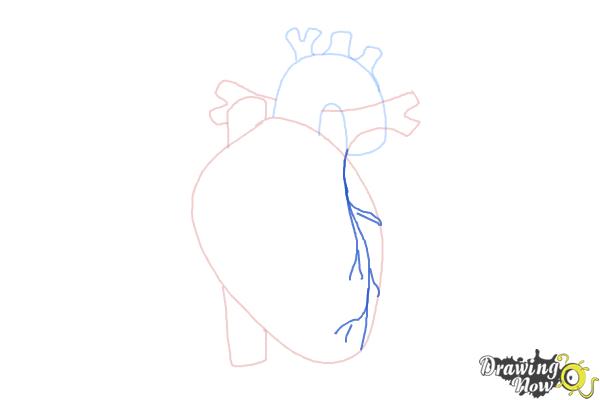 How to Draw a Human Heart - DrawingNow