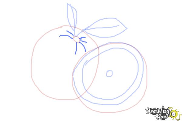 How to Draw an Orange - Step 5