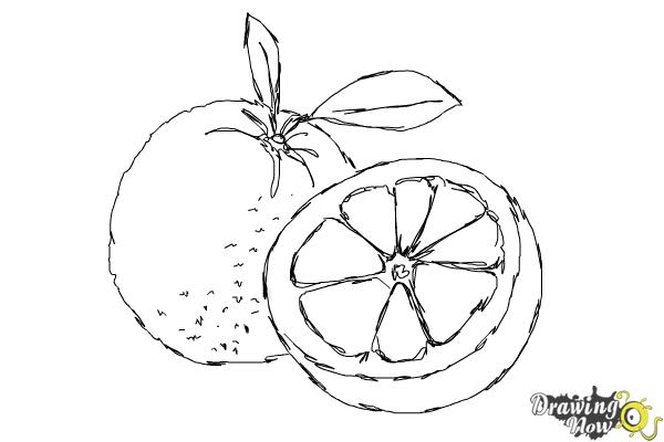 Black White Drawing Orange Fruit Stock Illustrations  3819 Black White Drawing  Orange Fruit Stock Illustrations Vectors  Clipart  Dreamstime