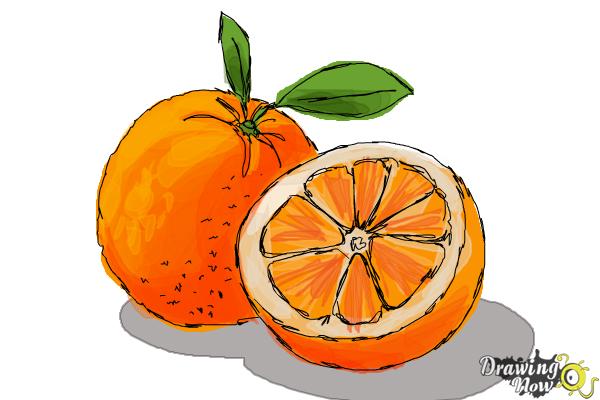 How to Draw an Orange - Easy Drawing Art