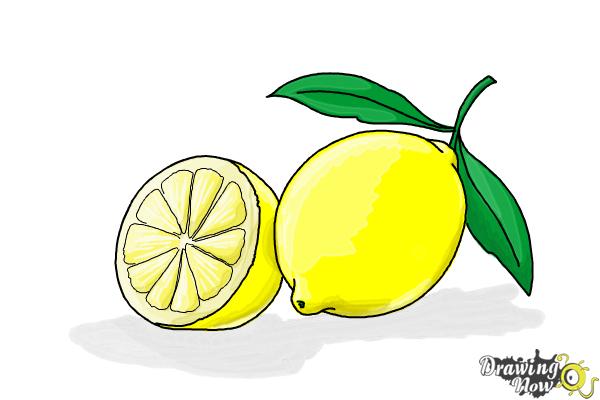 How to Draw a Lemon - Step 13