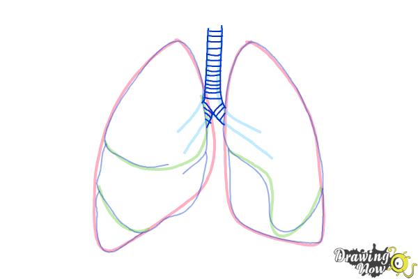 How to Draw Lungs - Step 6