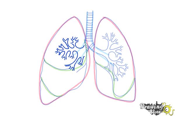 How to Draw Lungs - Step 8