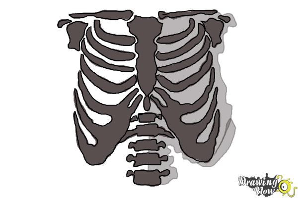 1046 Rib Cage Drawing Images Stock Photos  Vectors  Shutterstock