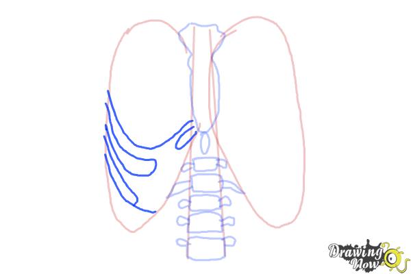 How to Draw a Rib Cage - Step 6