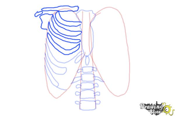 How to Draw a Rib Cage - Step 7