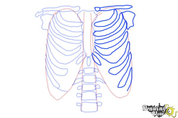 How to Draw a Rib Cage - Step 8