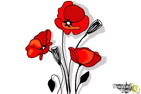 How To Draw A Poppy Drawingnow