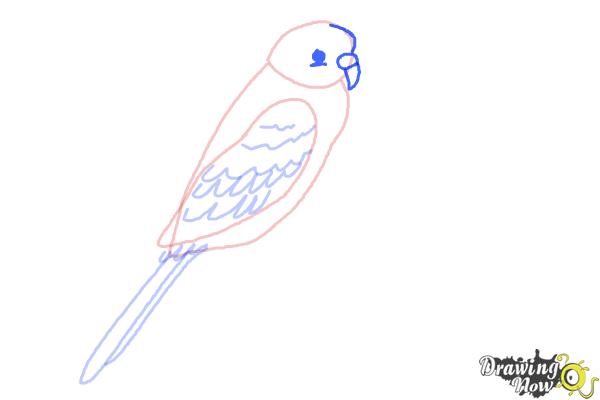 How to Draw a Parakeet - Step 5